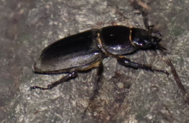 ヒラタクワガタ♀_凄いコナラ_2023年6月7日20時5分 気温23度